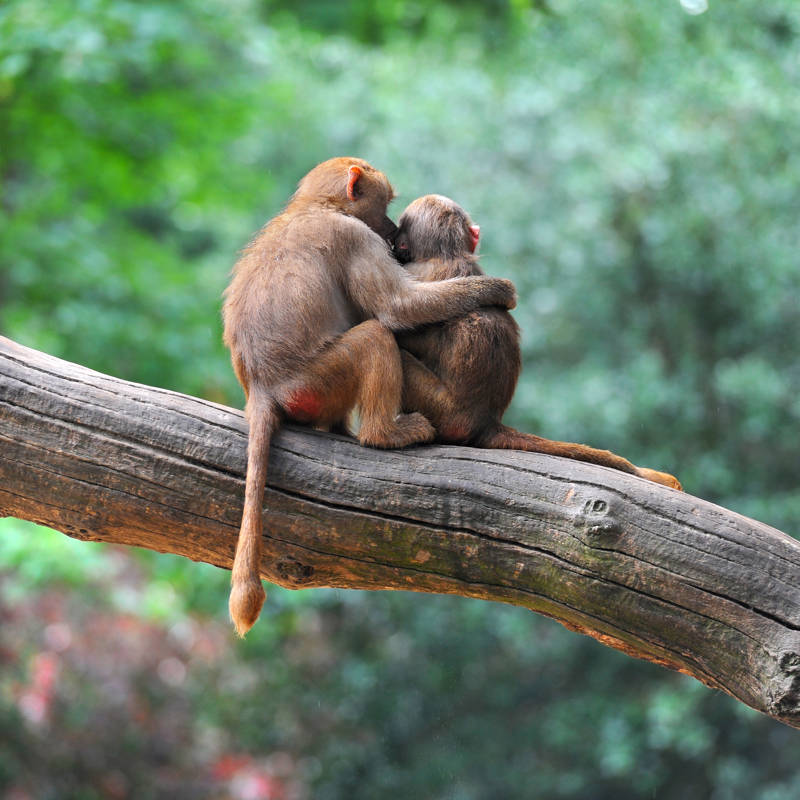 ¿Por qué el comportamiento homosexual es tan común en mamíferos?