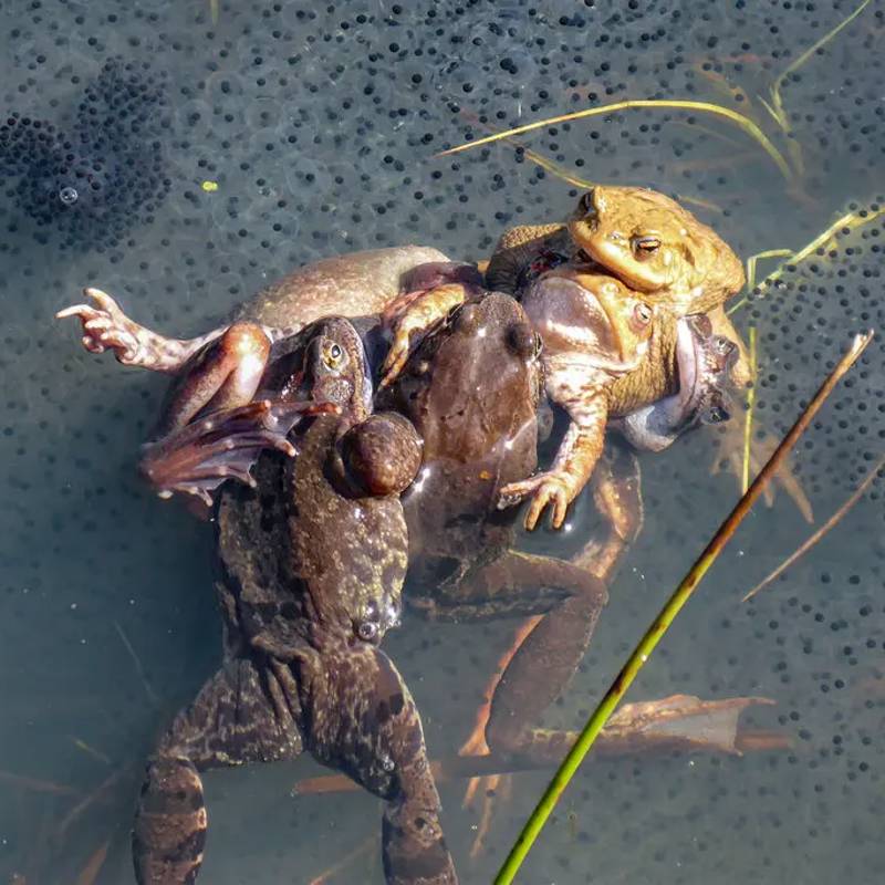 Estas hembras de rana fingen su muerte para que los machos las dejen en paz