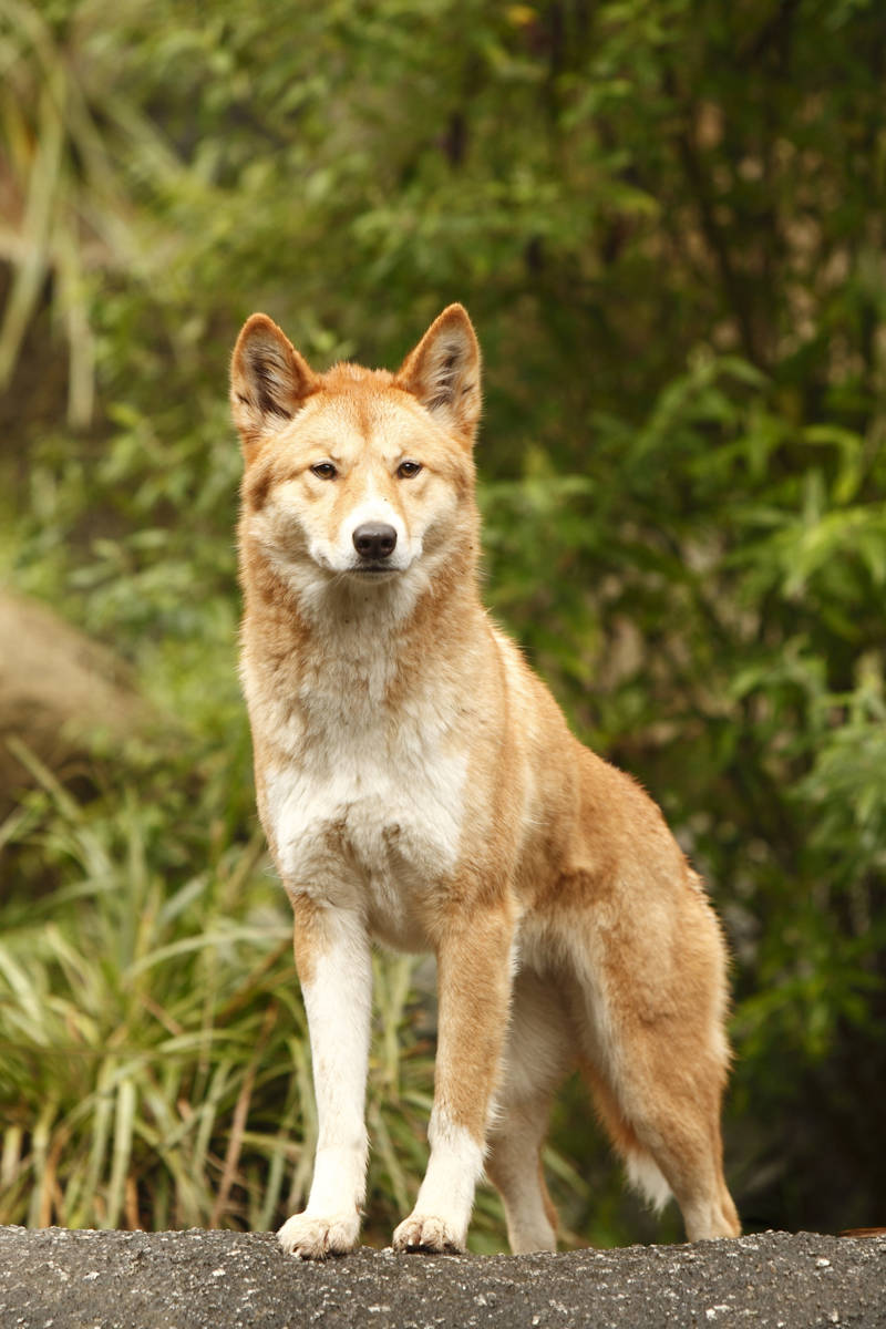 a que familia pertenece el dingo