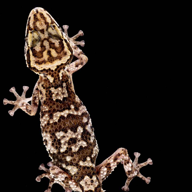 Descubren una nueva especie de gecko en Madagascar y ya se encuentra en peligro de extinción