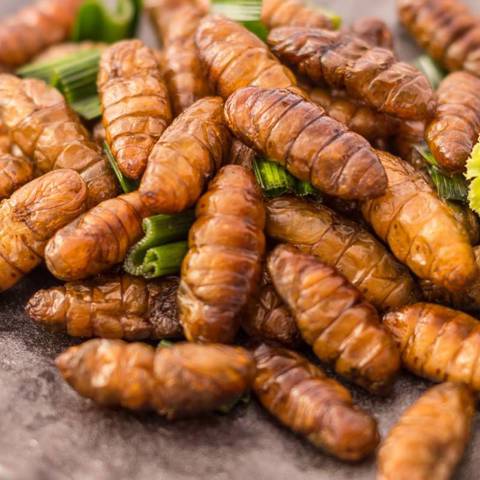 Harina de gusano: el bulo en la UE y la verdad sobre los insectos en ...