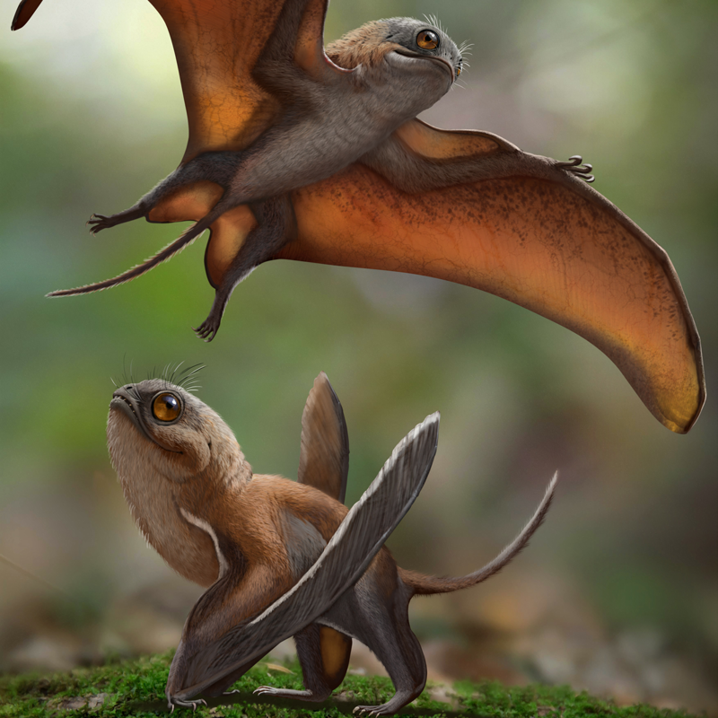 Pterosaurios, los antiguos reyes de los cielos