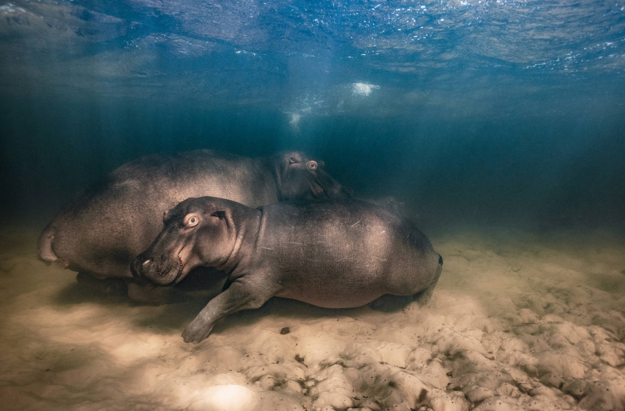 Hippo nursery