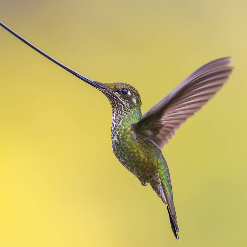 El colibrí picoespada: retrato con galardón 