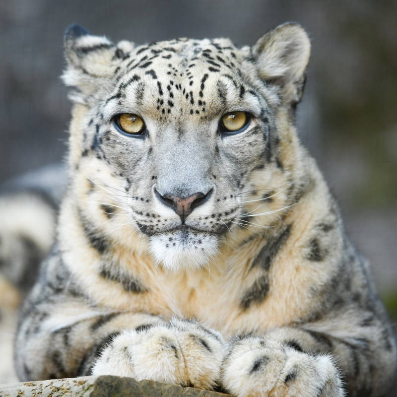 Leopardo de las nieves: el fantasma de las montañas 