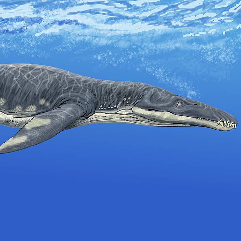 Identifican la especie más antigua de pliosaurio, un terrible depredador marino del Jurásico