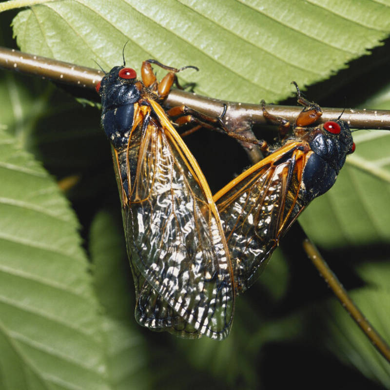 Cigarras periódicas copulando