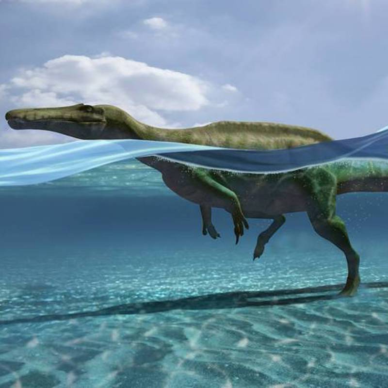 Unas huellas fósiles encontradas en La Rioja revelan que algunos dinosaurios podían nadar