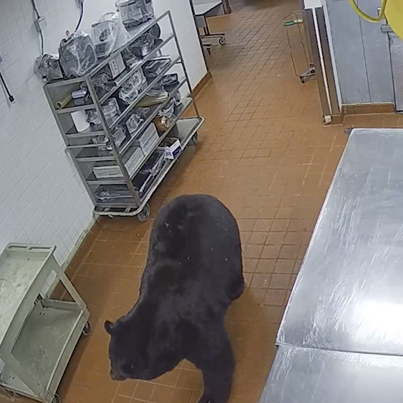Un oso irrumpe en la cocina de un hotel y se enfrenta con un guardia de seguridad