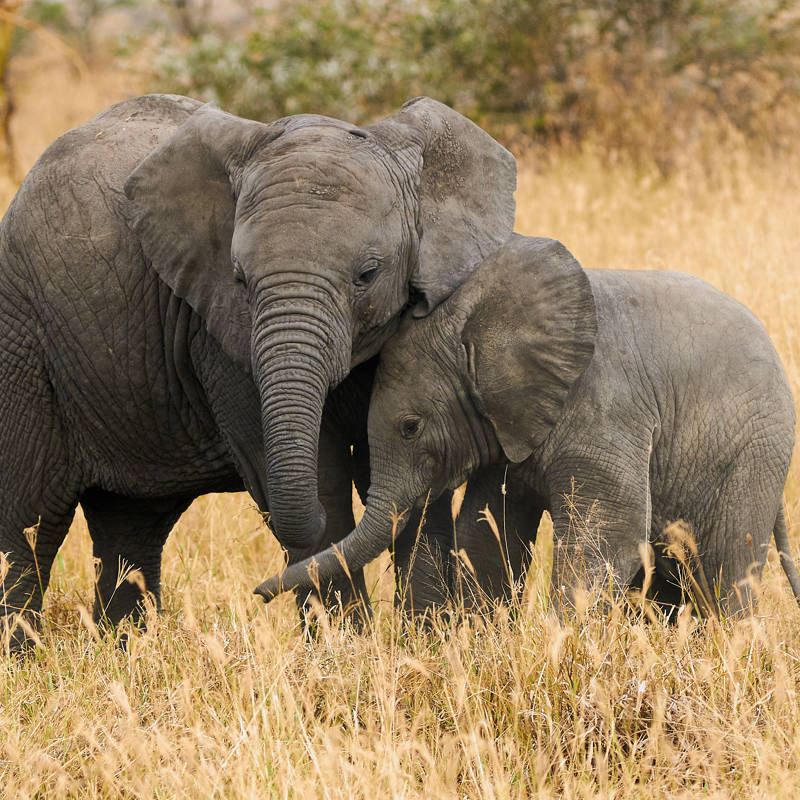 Los elefantes se llaman entre sí usando nombres propios que los humanos no podemos oír