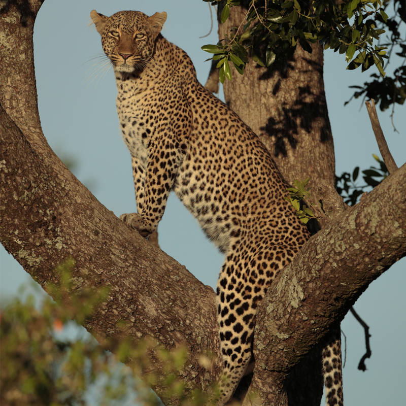 Leopardo en el árbol: desmontando una fotografía