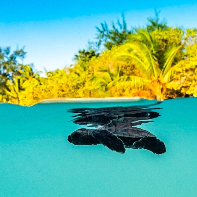 Las tortugas del mar del Coral resisten las altas temperaturas