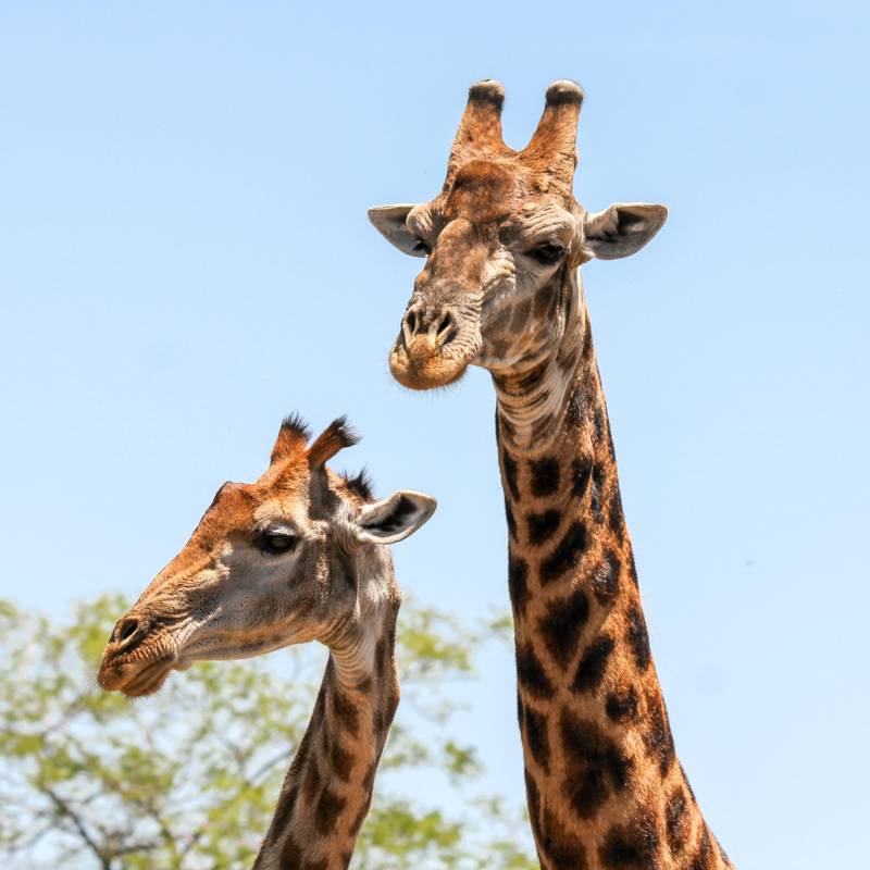 Las jirafas se encuentran desde hace años en peligro de extinción: esta es su situación actual