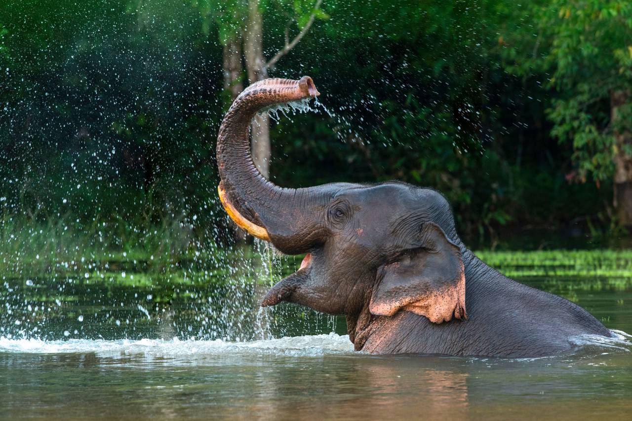 Un elefante asiático usa la trompa para refrescarse