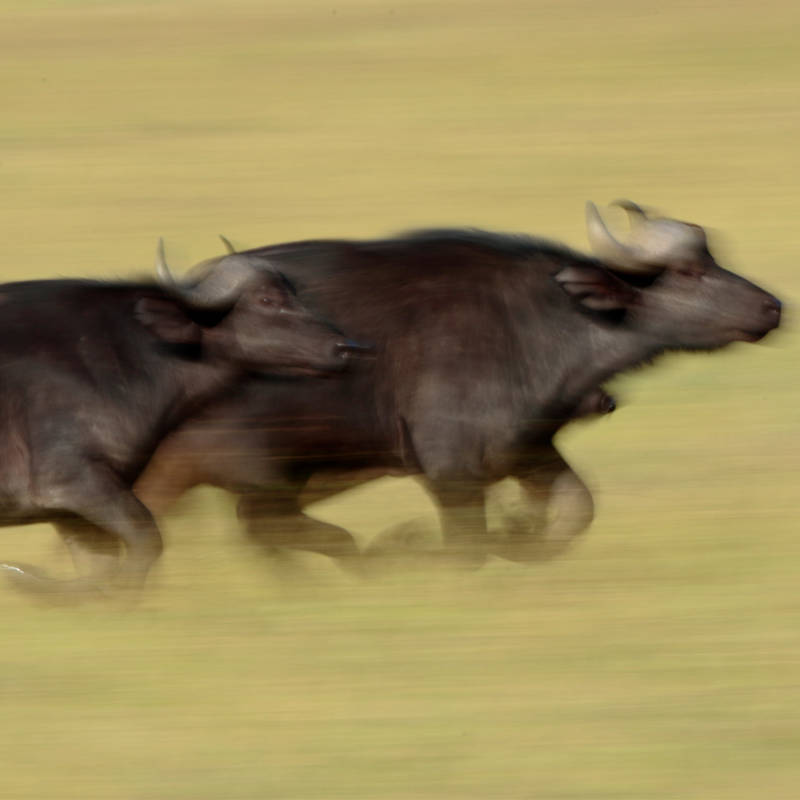 Búfalos a la carrera: desmontando una fotografía