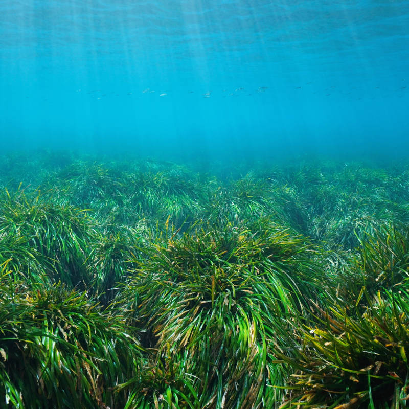 Las praderas de posidonia pueden capturar y extraer plásticos vertidos al océano