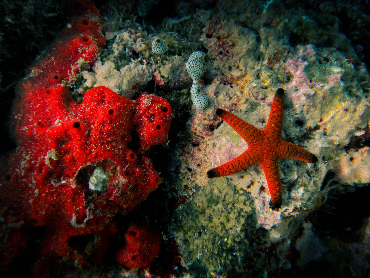 Dónde tienen la cabeza las estrellas de mar?