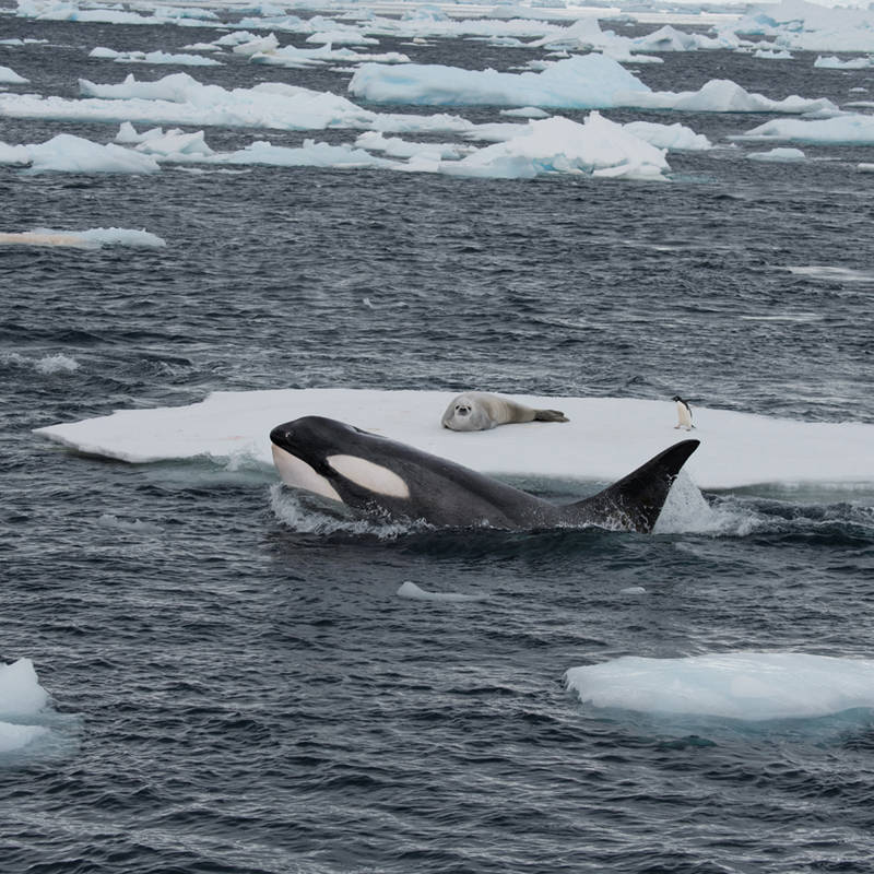 Orcas a la caza: un siniestro trabajo en equipo súper sincronizado