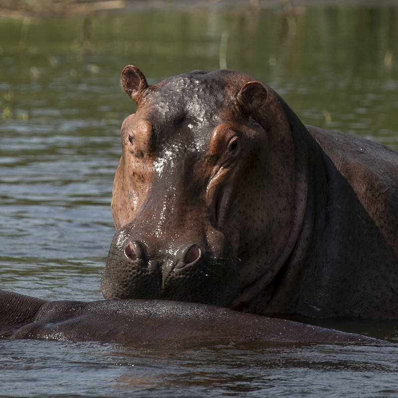 ¿Por qué hay hipopótamos en Colombia? La respuesta está en Pablo Escobar