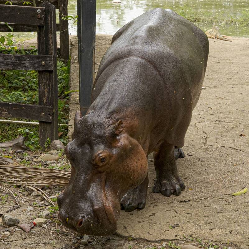 Hipopótamos de Pablo Escobar: una especie invasora que amenaza la biodiversidad