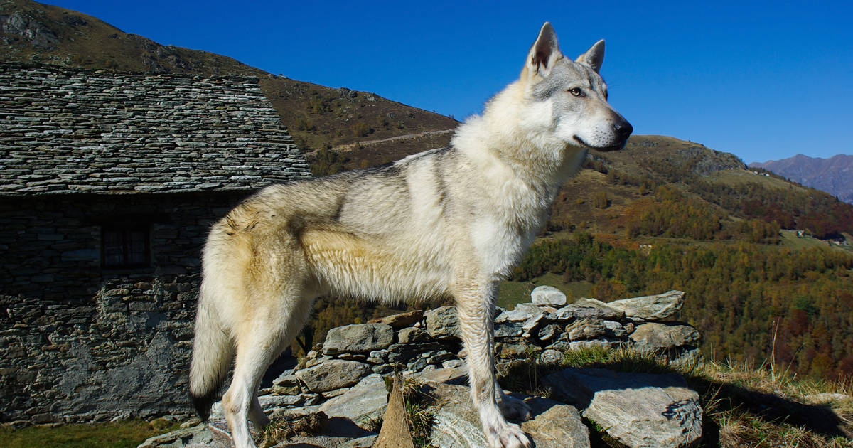 dónde es legal tener un perro lobo