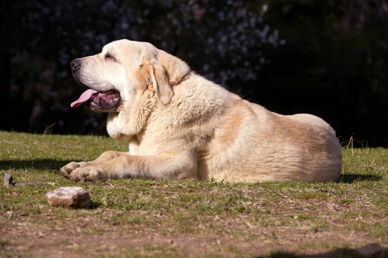 los mastines ingleses se llevan bien con otros perros