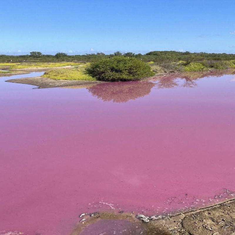 El misterioso estanque de color rosa en Hawái