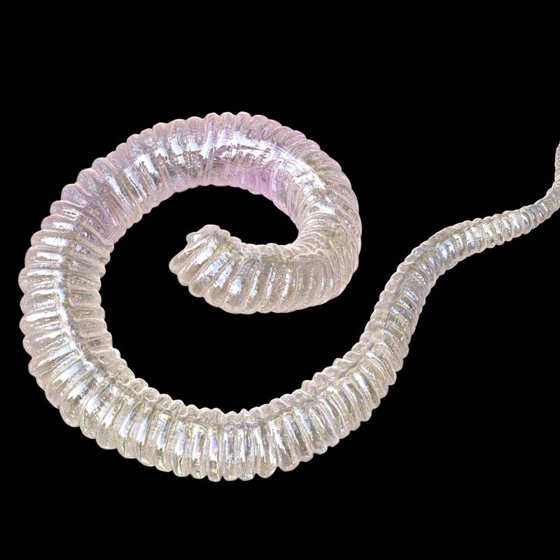 Guinea worm larva 