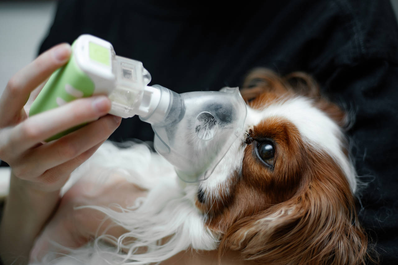 cómo contraen los perros la neumonía fúngica