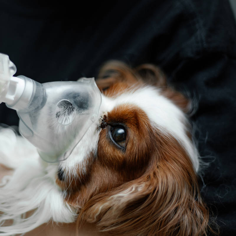 Una misteriosa enfermedad respiratoria afecta a cientos de perros en EEUU