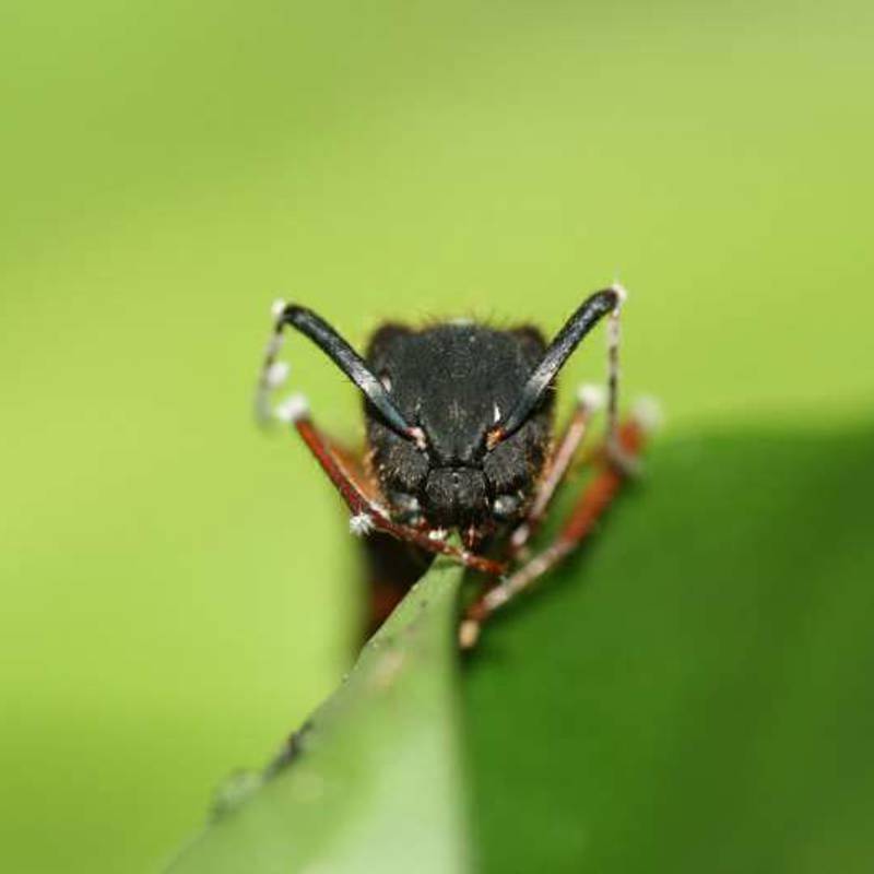 Los hongos que parasitan a estas hormigas zombis también se adaptaron al cambio climático 