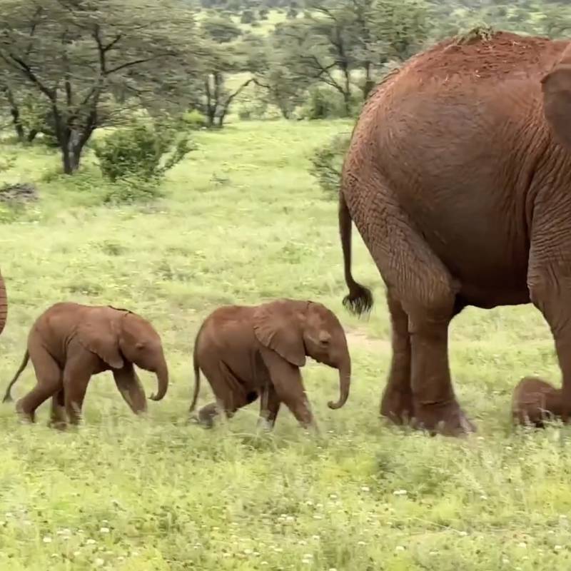 El sorprendente nacimiento de elefantes gemelos en Kenia