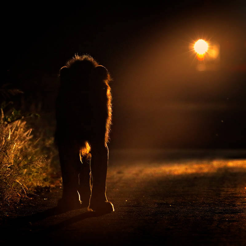 Los leones se mueven por caminos hechos por humanos, sobre todo cuando hay Luna llena