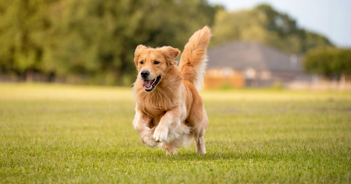 son todos los golden retrievers estupidez