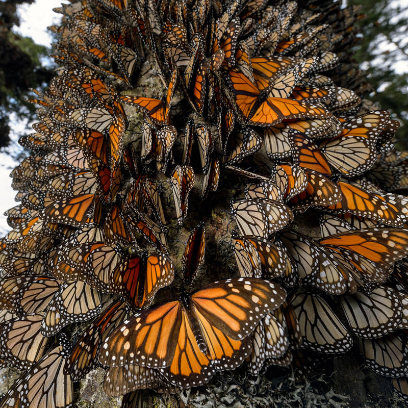 Jaime Rojo, fotógrafo de naturaleza: “La migración de la mariposa monarca es un espectáculo tan impresionante que puede resultar abrumador”