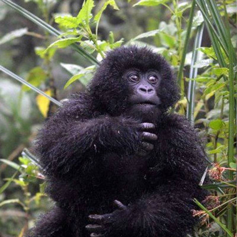 Los gorilas de montaña se comunican a ritmo de tambor