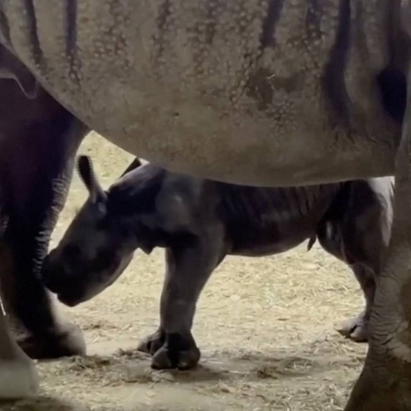 Buenas noticias: Nace un rinoceronte negro