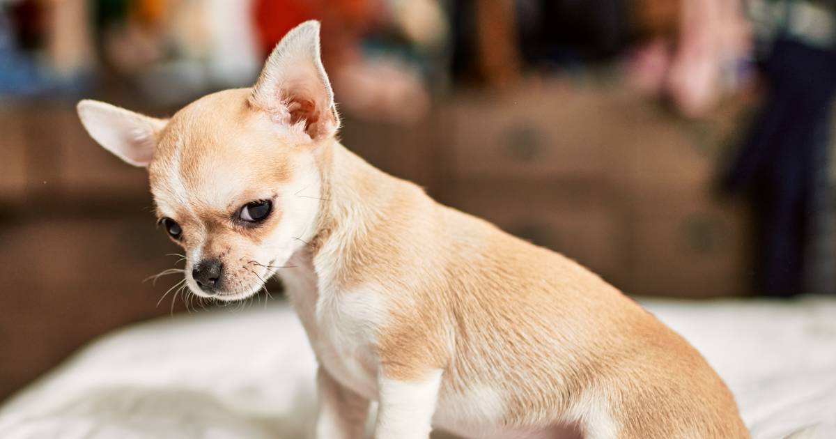 los perros saben cuando han hecho algo mal