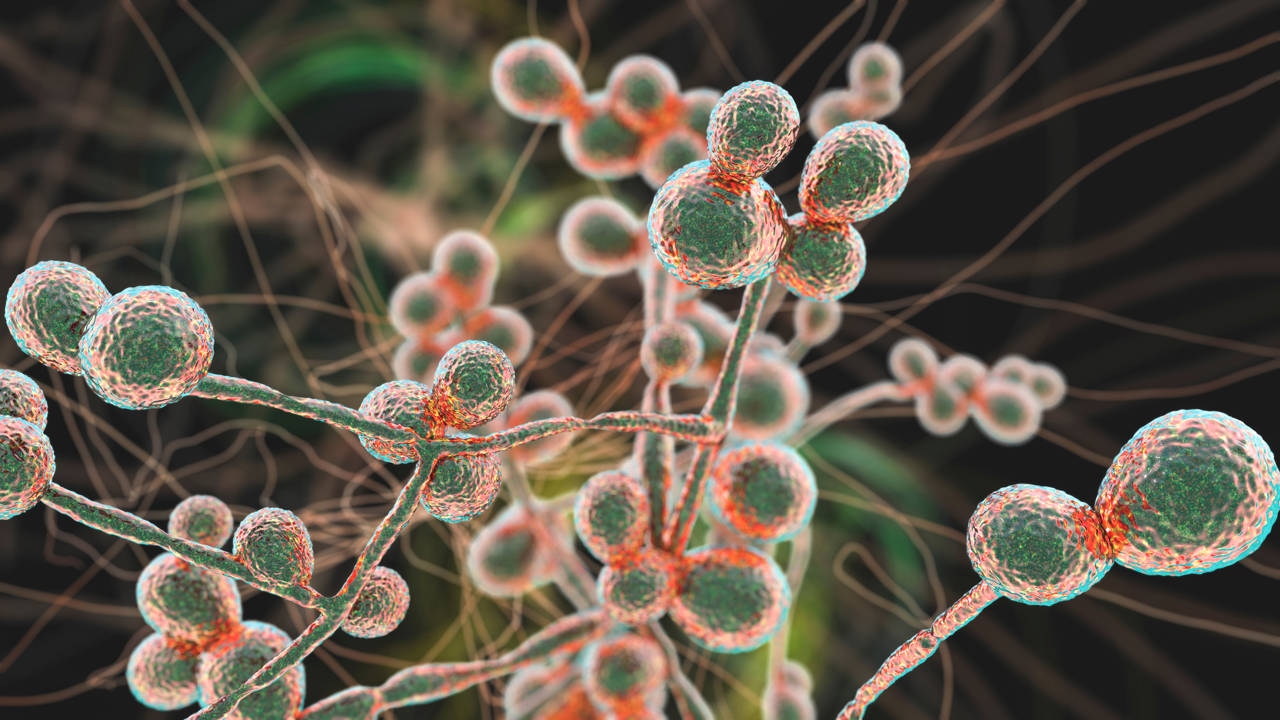 Candida Parapsilosis Gu a De Salud Vidaliax Candida Parapsilosis Gu a De Salud Vidaliax
