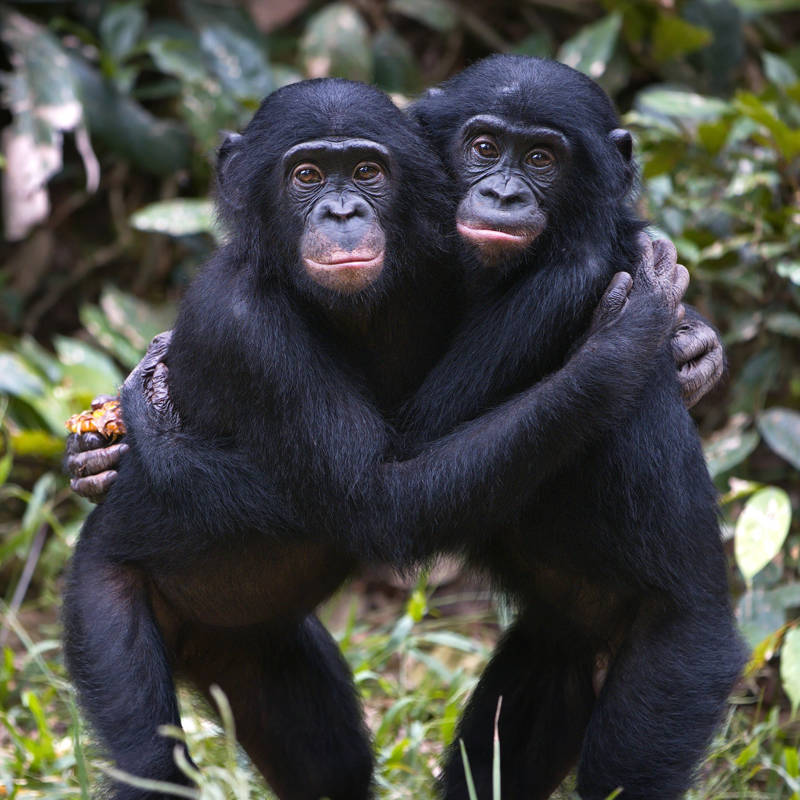 Los chimpancés y bonobos recuerdan a sus compañeros por décadas