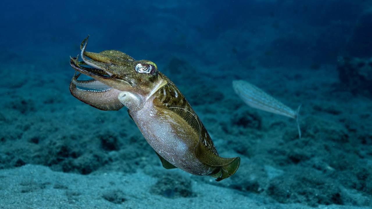 Bosques de animales en las profundidades del mar