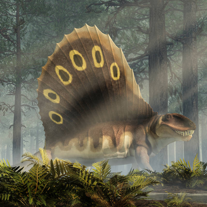 Dimetrodon, el animal prehistórico que muchos confunden con un dinosaurio