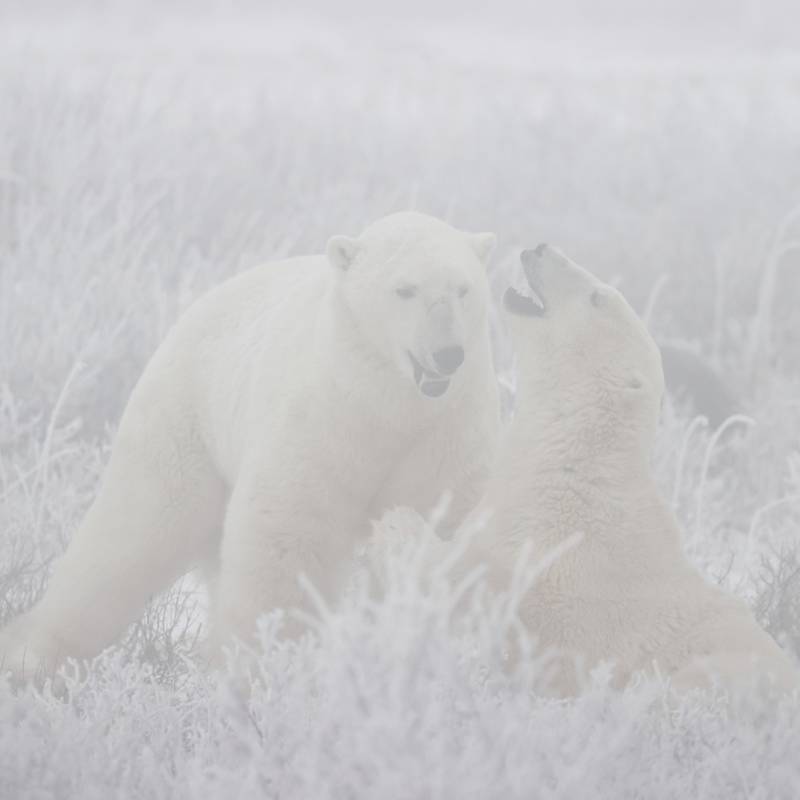 Osos polares en la niebla: desmontando una fotografía