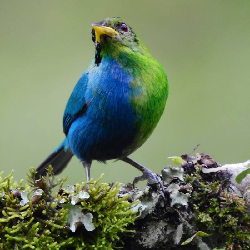 Extraña ave presenta mitad del plumaje verde y mitad azul, ¿qué significa?