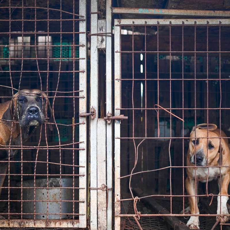 Corea del Sur prohíbe el consumo de carne de perro