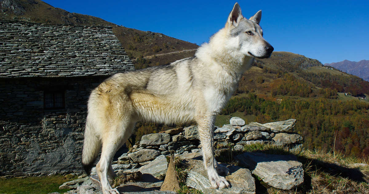 el lobo es mas listo que el perro