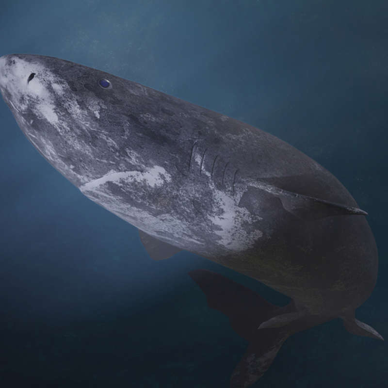Descubren al animal más longevo jamás documentado: un tiburón de unos 500 años