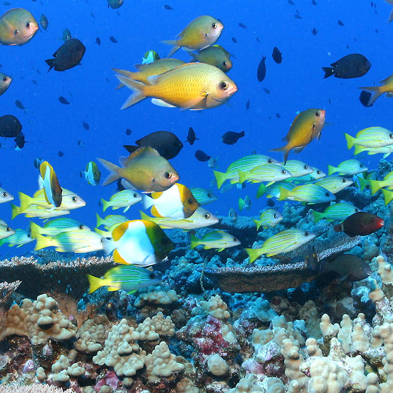 Los océanos se calientan a un ritmo sin precedentes: este es el plan para salvarlos 