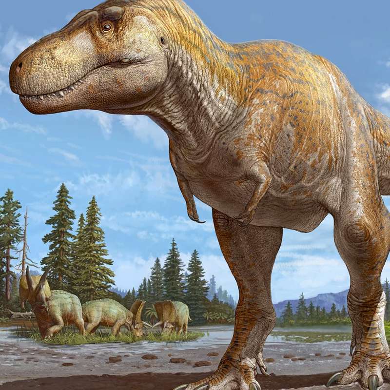 Tyrannosaurus mcraeensis: así era el pariente más cercano conocido del T-Rex