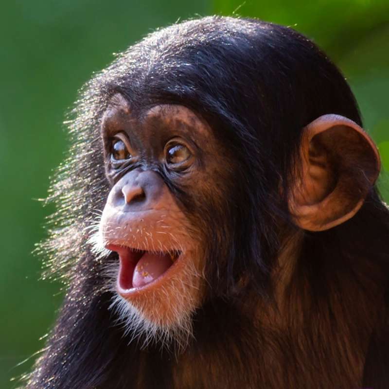 Los grandes simios son más parecidos a nosotros de lo que pensamos 